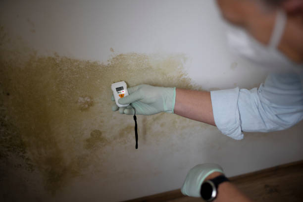 Best Office Mold Removal Services  in Independence, IA
