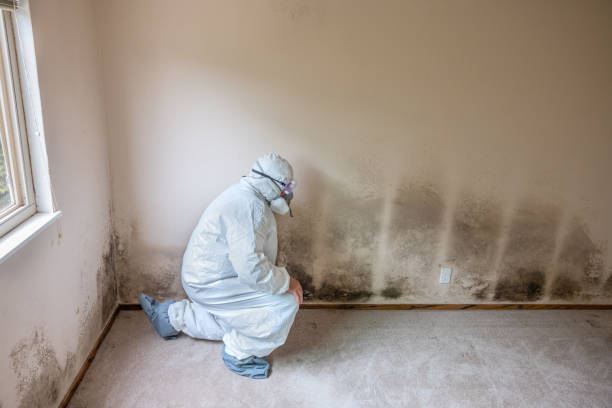 Best Mold Remediation  in Independence, IA