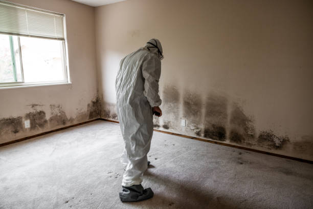 Trusted Independence, IA Mold Removal Experts