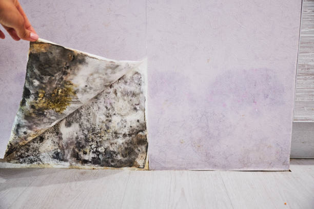 Best Attic Mold Removal  in Independence, IA